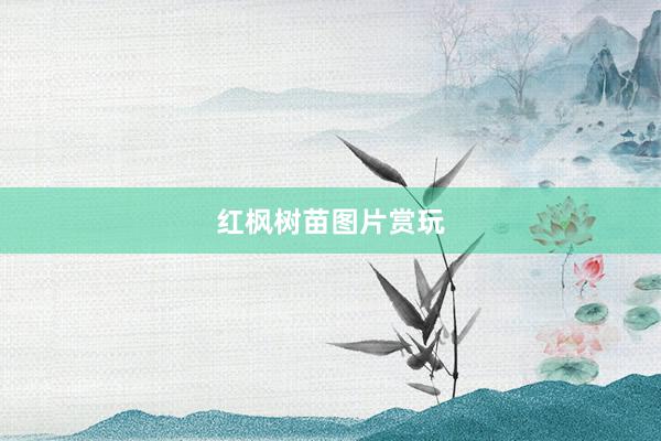 红枫树苗图片赏玩